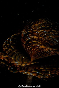 Underwater worm by Ferdinando Meli 